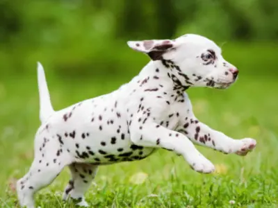 Yavru Kopeklere Kac Aya Kadar Yavru Kopek Mamasi Verilir