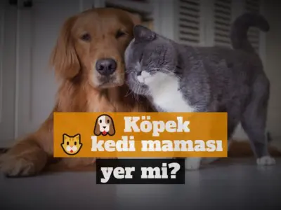 Yavru Kopeklere Kac Aya Kadar Yavru Kopek Mamasi Verilir