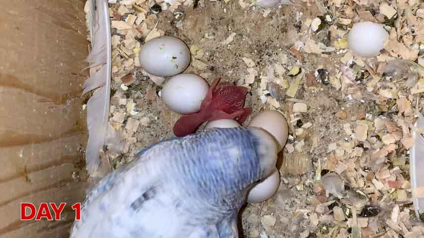 Budgie chick growth (progression) charts and steps