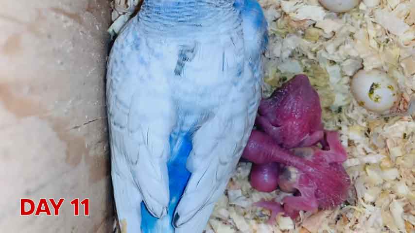 Budgie chick growth (progression) charts and steps