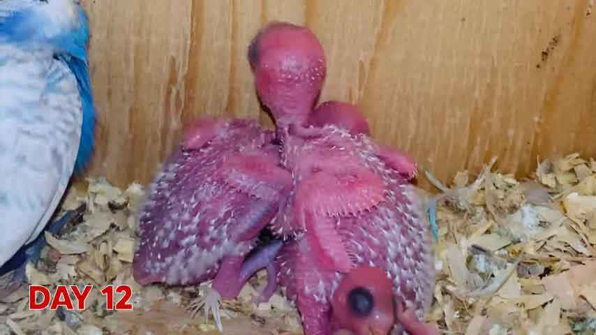 Budgie chick growth (progression) charts and steps