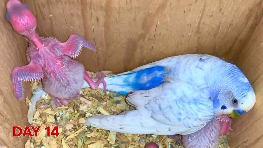 Budgie chick growth (progression) charts and steps