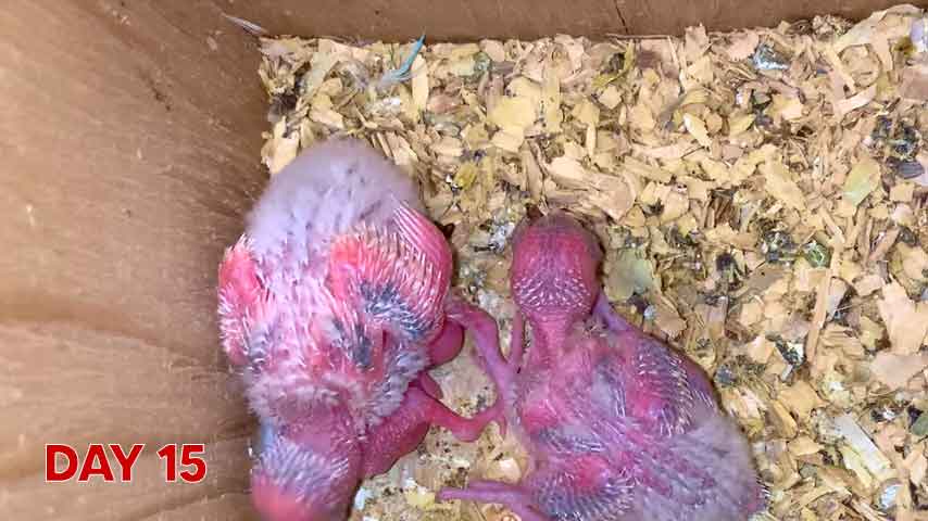 Budgie chick growth (progression) charts and steps