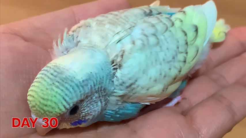 Budgie chick growth (progression) charts and steps