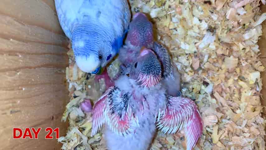 Budgie chick growth (progression) charts and steps