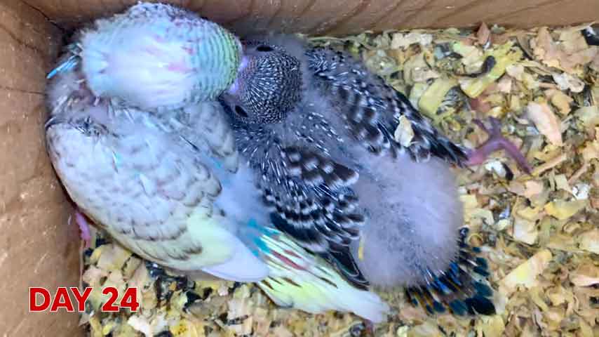 Budgie chick growth (progression) charts and steps