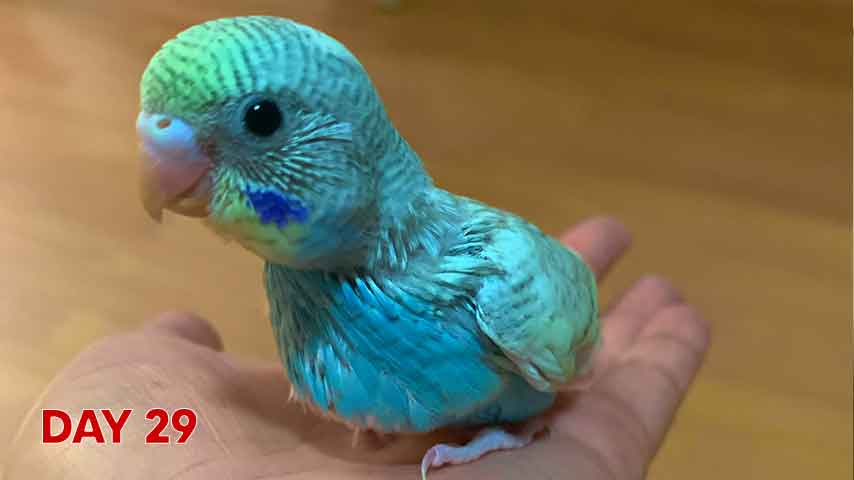 Budgie chick growth (progression) charts and steps