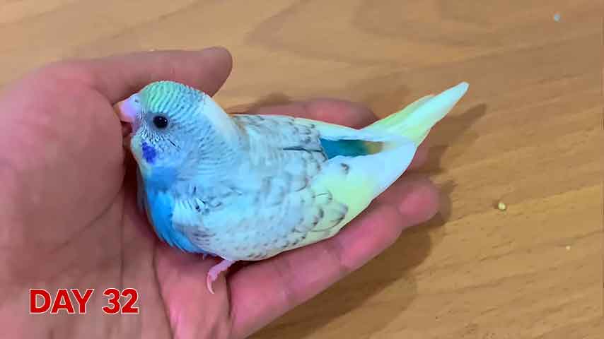 Budgie chick growth (progression) charts and steps