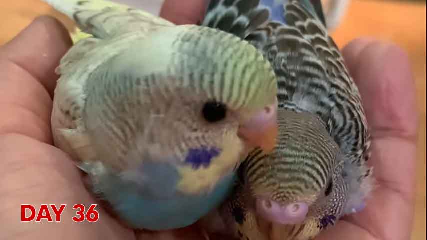 Budgie chick growth (progression) charts and steps