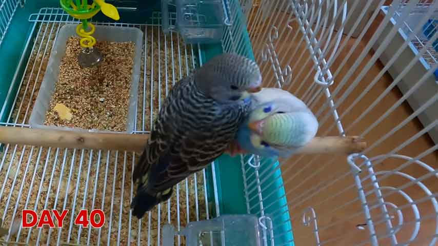 Budgie chick growth (progression) charts and steps