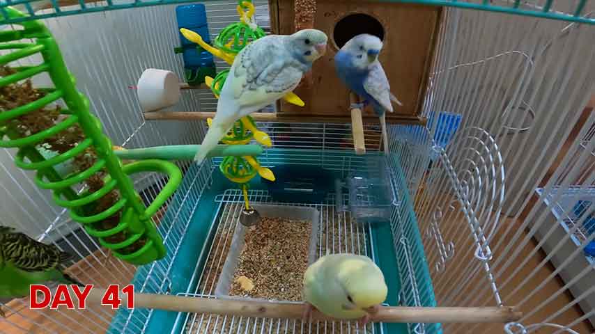 Budgie chick growth (progression) charts and steps