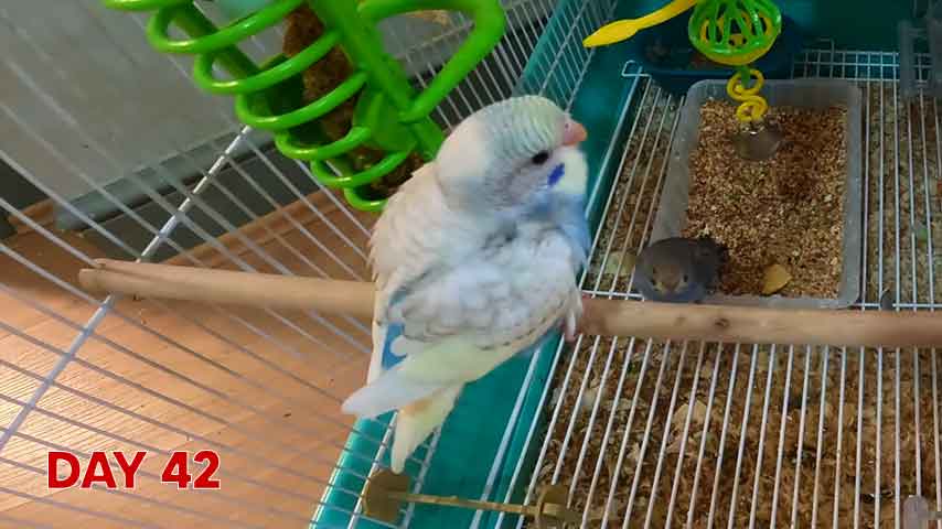 Budgie chick growth (progression) charts and steps