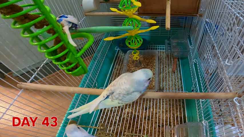 Budgie chick growth (progression) charts and steps