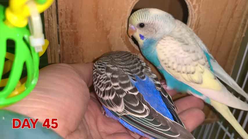 Budgie chick growth (progression) charts and steps