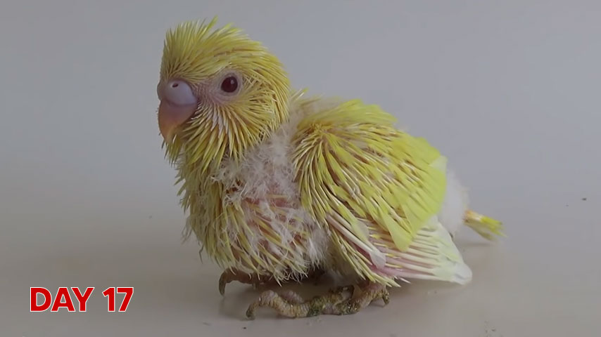 Budgie chick growth (progression) charts and steps