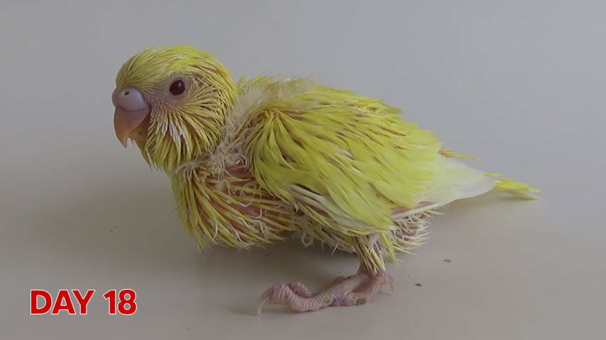 Budgie chick growth (progression) charts and steps