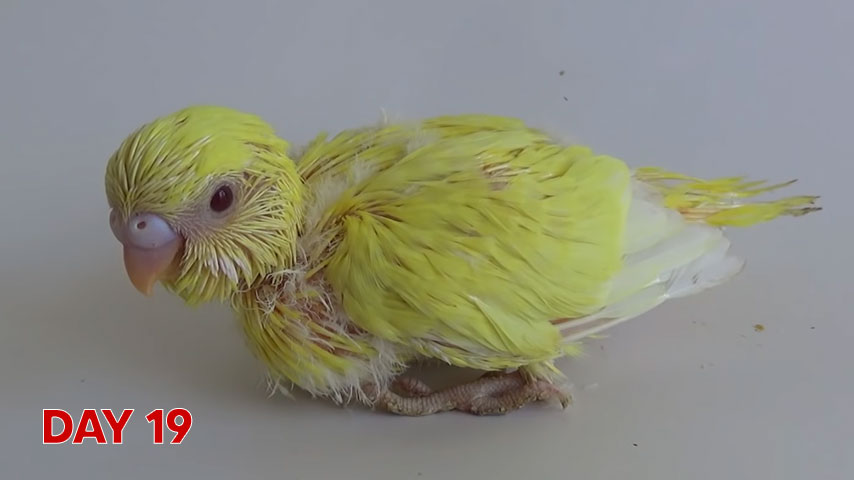 Budgie chick growth (progression) charts and steps