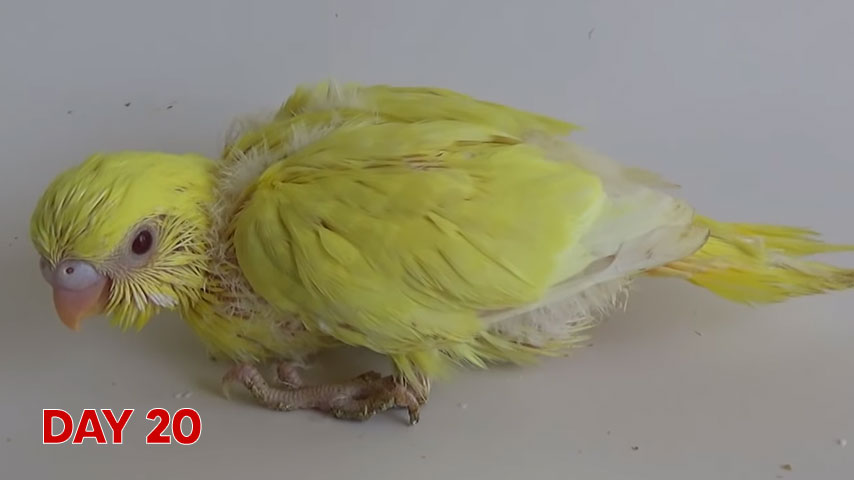 Budgie chick growth (progression) charts and steps