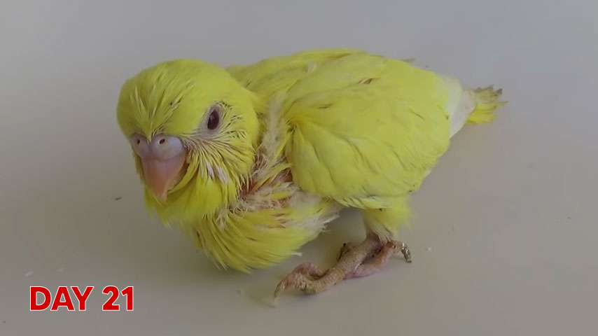 Budgie chick growth (progression) charts and steps