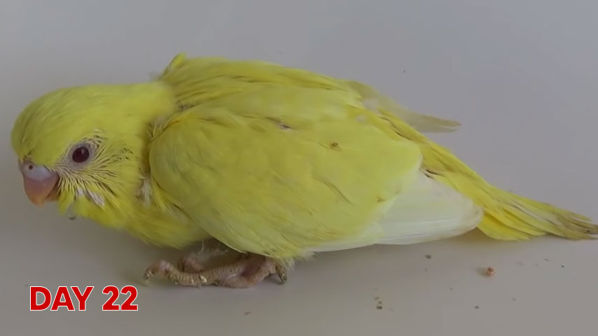 Budgie chick growth (progression) charts and steps