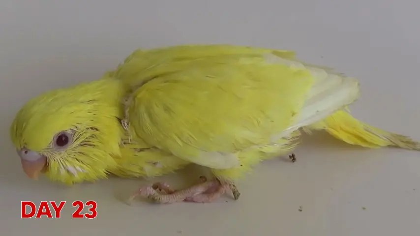 Budgie chick growth (progression) charts and steps