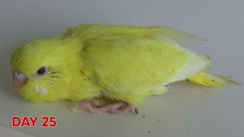 Budgie chick growth (progression) charts and steps