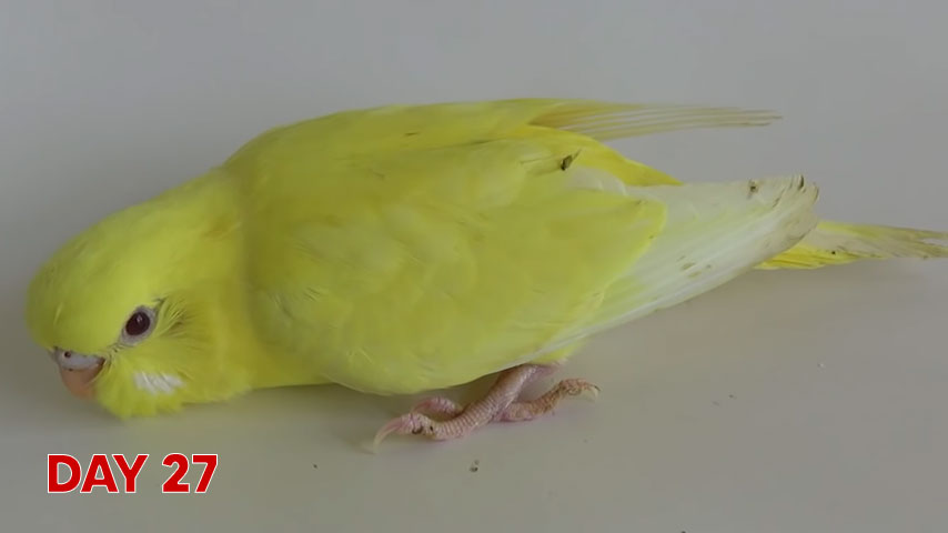 Budgie chick growth (progression) charts and steps