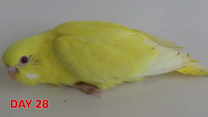 Budgie chick growth (progression) charts and steps