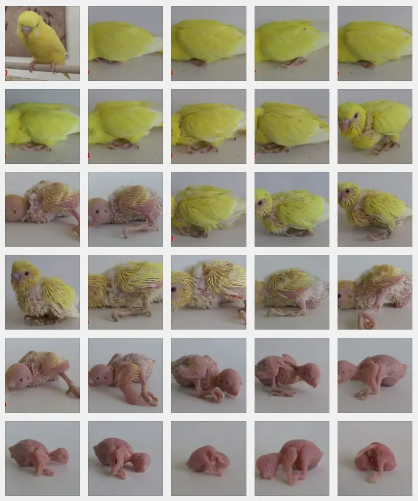 Budgie chick growth progressions & charts [+2 Progressions]