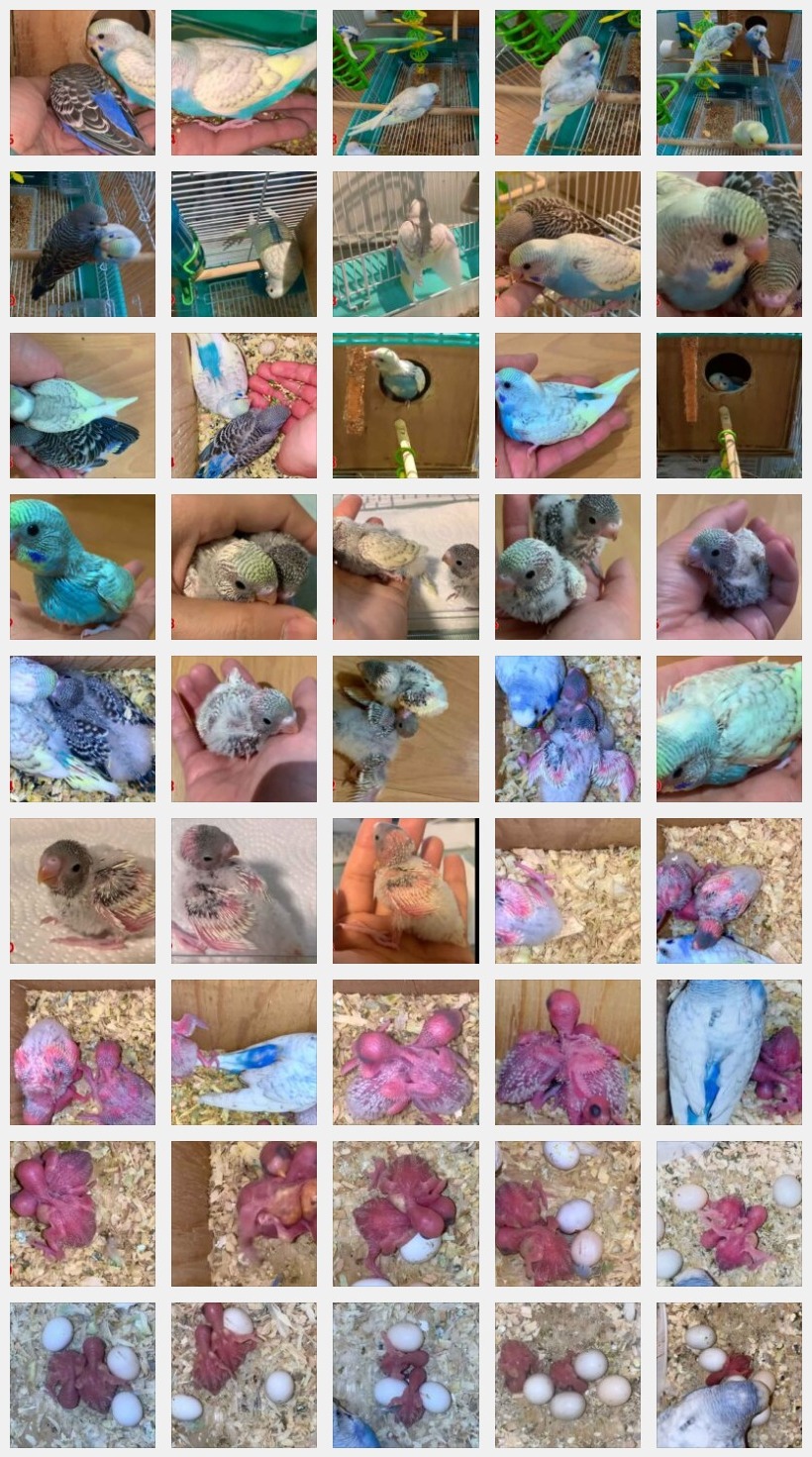 Budgie chick growth progressions & charts [+2 Progressions]