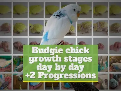 Budgie chick growth stages & charts [+2 Progressions]