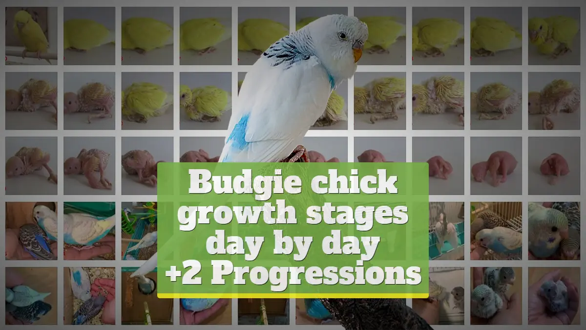 Budgie chick growth stages & charts [+2 Progressions]