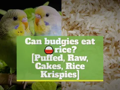 Can budgies eat rice? [Puffed, Raw, Cakes, Rice Krispies]