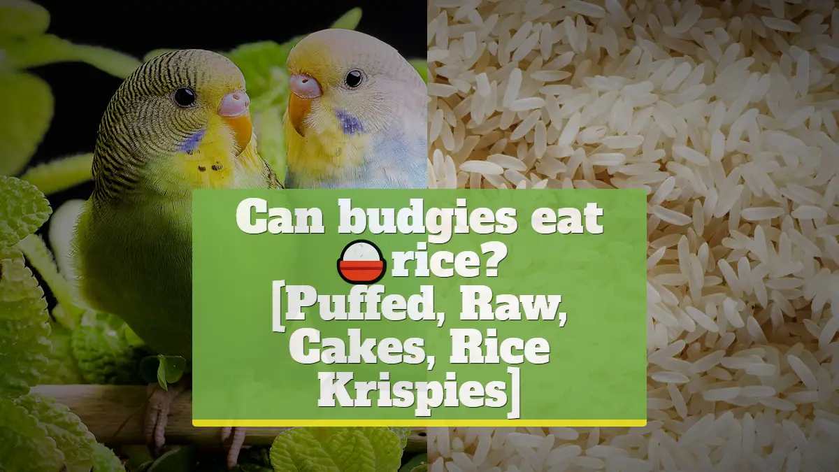 Can budgies eat rice? [Puffed, Raw, Cakes, Rice Krispies]
