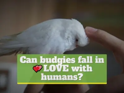 Can budgies fall in love with humans?