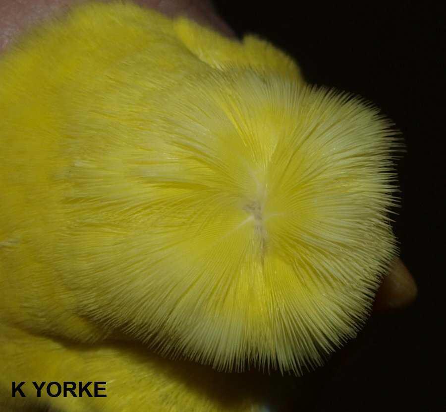 Crested Budgies [Full & half circular, tufted, double & triple]