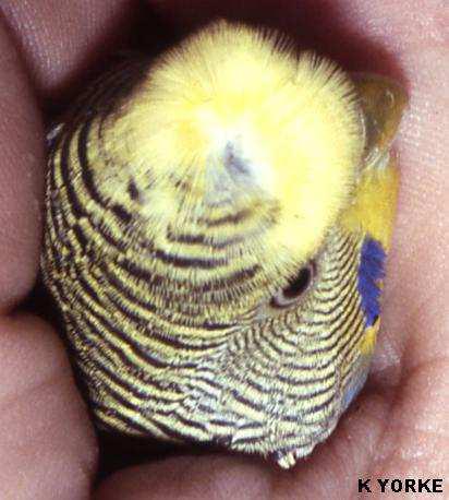 Crested Budgies [Full & half circular, tufted, double & triple]