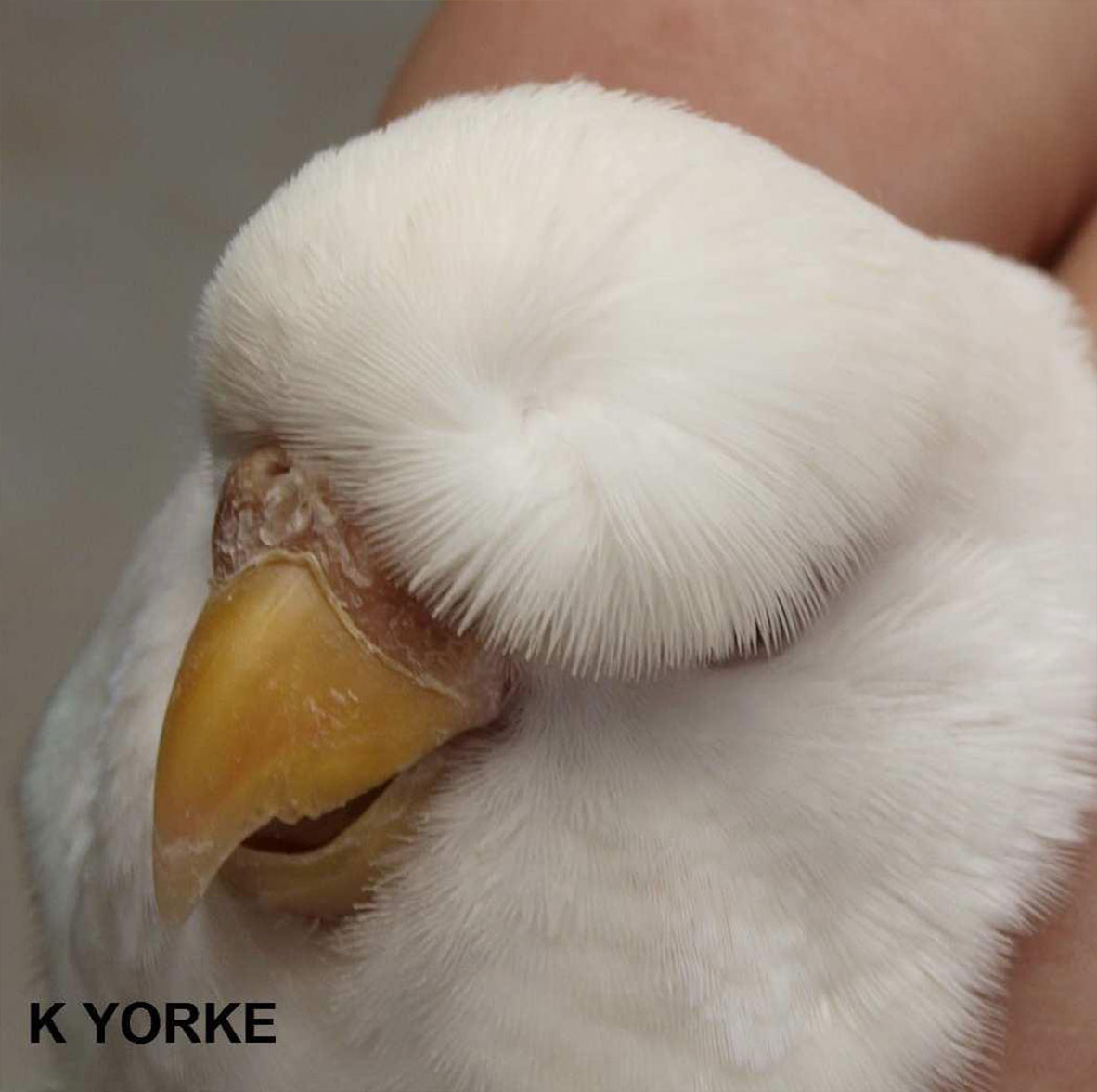 Crested Budgies [Full & half circular, tufted, double & triple]