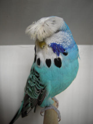 Crested Budgies [Full & half circular, tufted, double & triple]