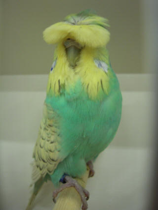 Crested Budgies [Full & half circular, tufted, double & triple]
