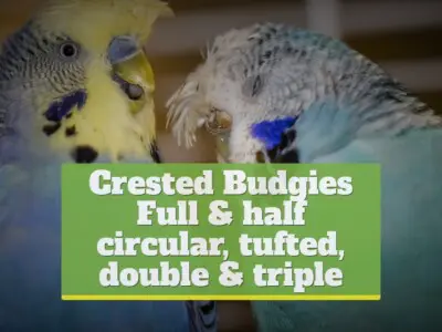 Crested Budgies [Full & half circular, tufted, double & triple]