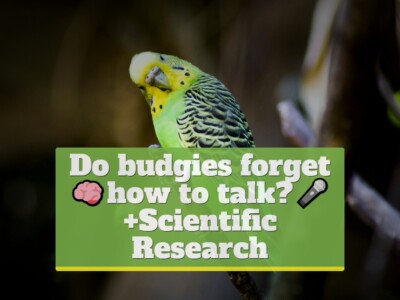 Do budgies forget how to talk? [+SCIENTIFIC RESEARCH]