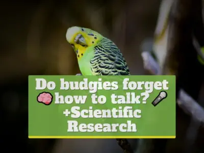 Do budgies forget how to talk? [+Scientific Research]