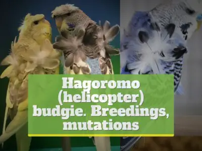 Hagoromo (helicopter, Japanese) budgie [Breeding, Mutation]