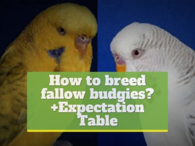 How to breed fallow budgies? [+Expectation Table]