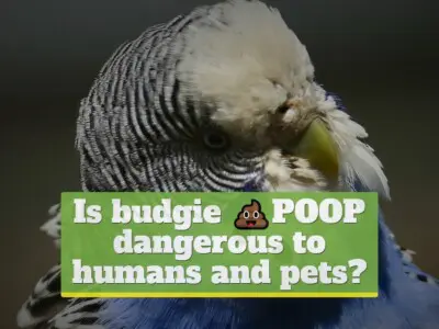 Is budgie poop dangerous to humans and pets?