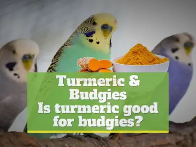 Is turmeric good for budgies?