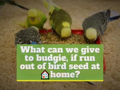 What can we give to budgie, if run out of bird seed?