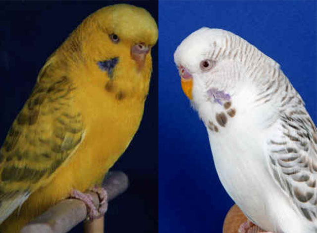 What is a fallow budgie?
