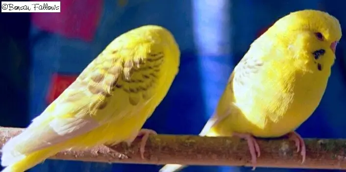 What is a fallow budgie?